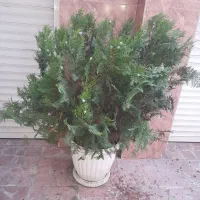 سیکاس وکاج