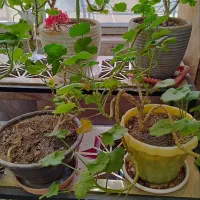 فروش تعدادی گل آپارتمانی|گل و گیاه طبیعی|شاهینشهر, عطار|دیوار