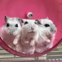 فروش همستر وینتر وایت