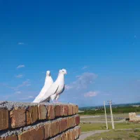 کبوتر|پرنده|ارومیه, |دیوار