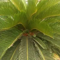 سیکاس بزرگ