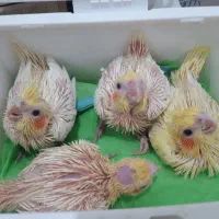 جوجه عروس هلندی|پرنده|اهواز, کوی سعدی|دیوار
