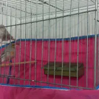 فروش قناری س حال ومست بخون