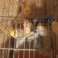 عروس هلندی|پرنده|تهران, زعفرانیه|دیوار