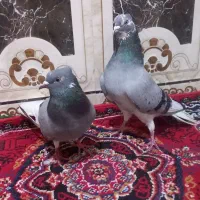 کوهی دم سفید بدون هیچ غلتی