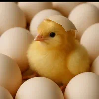 معاوضه با دستگاه جوجه کشی