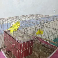 مرغ عشق|پرنده|برازجان, |دیوار