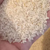 لاشه برنج هاشمی عطری از فومن گیلان