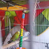 عروس هلندی و مرغ عشق|پرنده|مشهد, کوی سیدی|دیوار