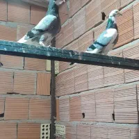 فروش کبوتر شازده سبز|پرنده|فریدون‌کنار, |دیوار