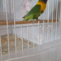 یک جفت کوتوله بارها عدد خم شش روزه تخم گذاشتن