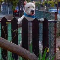 داگو آرژانتینو نر جهت کشش|سگ|رباط‌کریم, رباط‌کریم|دیوار