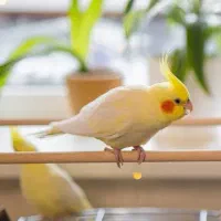 عروس هلندی جوان یک ماه تا دو ماهه لتینو چشم فالو|پرنده|چابهار, |دیوار