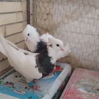 طوقی|پرنده|نجف‌آباد, امیرآباد|دیوار