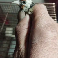 جوجه سهره|پرنده|بندرعباس, |دیوار