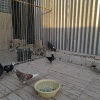 کفتر پلاکی پلاس جوجه پرشی بوبور ماده بد رنگ دم سیا|پرنده|قم, شهرک امام حسن|دیوار