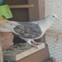 کبوتر دوکت پلاکی گم شده