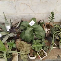 گل وگیاه نصف قیمت بازار|گل و گیاه طبیعی|یزد, |دیوار