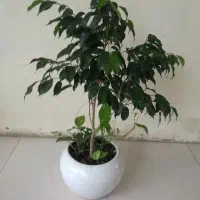 بنجامین سبز
