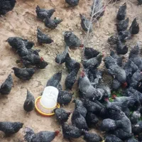مرغ خروس پلیموت راک