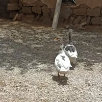 عروس هلندی و دوتا غاز|پرنده|شوشتر, |دیوار