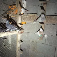 کبوتر|پرنده|برازجان, |دیوار