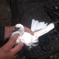 کفتر خوب درجه یک ۶عددیک میلیون