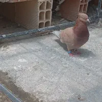 کبوتر با رنگ خاص