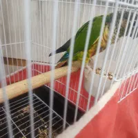 گیرینچیک|پرنده|کاشان, قطب راوندی|دیوار