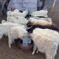 فروش کهره چاق درجه یک|حیوانات مزرعه|سیرجان, |دیوار