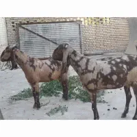 بز پاکستانی|حیوانات مزرعه|مسجد سلیمان, |دیوار