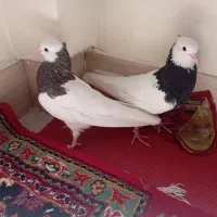 یک جفت طوقی آلی