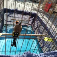 سهره باغی سر سر دهندار دهن قدیمی شرور