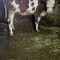 گوساله ماده