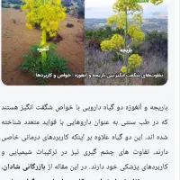 خرید شیره گیاه قاصنی یا باریجه یا بنیز پوی خش