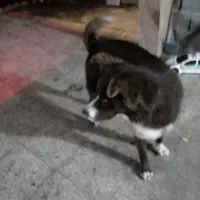 فروش سگ هاسکی|سگ|شاندرمن, |دیوار