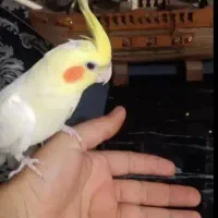 طوطی عروس هلندی لوتینو نر سخنگو نیمه دستی|پرنده|دزفول, |دیوار