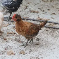 جوجه ۲ ماهه محلی