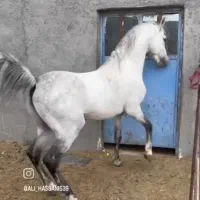 اسب کره جادو|اسب و تجهیزات اسبسواری|کرمان, |دیوار