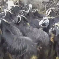 بز و بزغاله