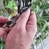 سهره دورگه.|پرنده|تهران, وردآورد|دیوار