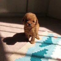 پودل ۲ ماهه|سگ|محمدشهر, محمدشهر|دیوار