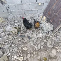 امپراتوری و مینیاتور و مرغ محلی|حیوانات مزرعه|بندر انزلی, کلیور|دیوار