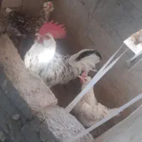 دوتا مرغ گلین و یک خروس