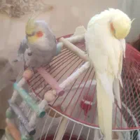 عروس هلندی خاص و جذاب|پرنده|تهران, هفت حوض|دیوار