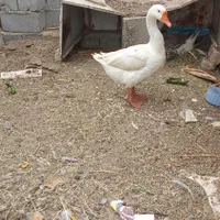 قوغاز نرو ماده
