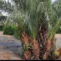 پاجوش نخل شاه غنی