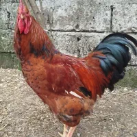خروس