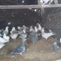 پلاکی ***|پرنده|مهریز, |دیوار