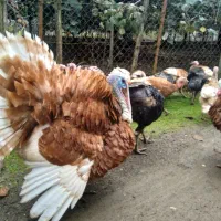 بوقلمون بوربون ، برنز و غاز محلی|حیوانات مزرعه|حویق, |دیوار